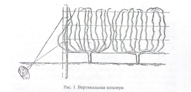 Схема подвязки винограда на одноплоскостной шпалере